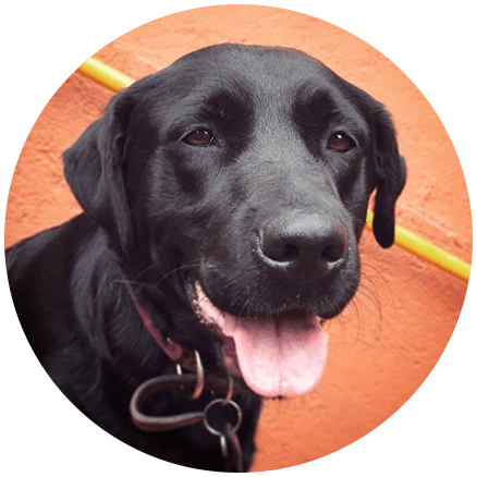 mika perro servicio erigrafia ilustraciones