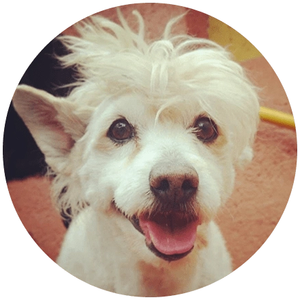 theo perro servicio serigrafia diseñadores